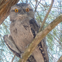 Tawny Frogmouth